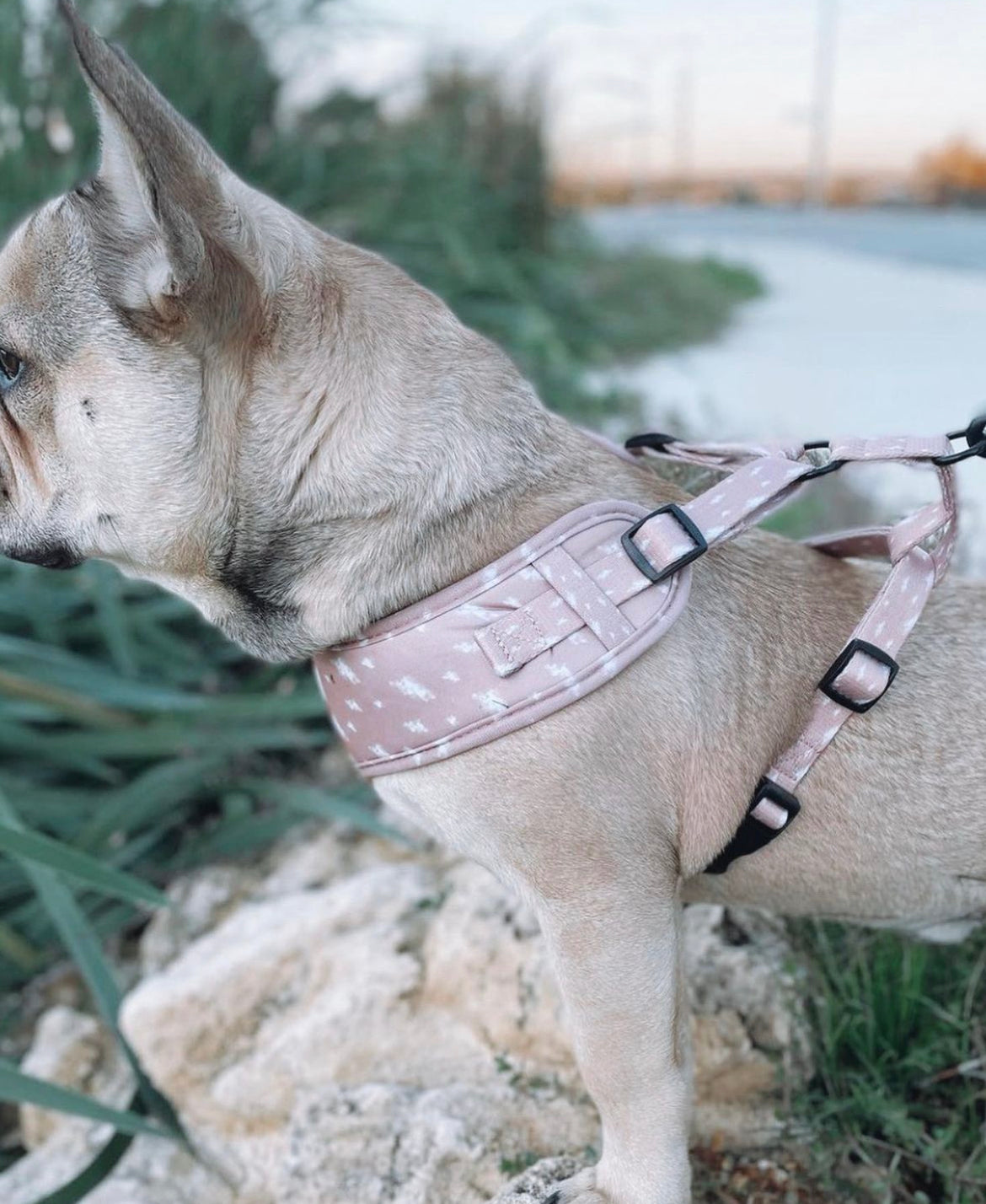 Cloud CaNINE - Harness (PRE ORDER - arrival time 2-3 weeks for sizes XS)