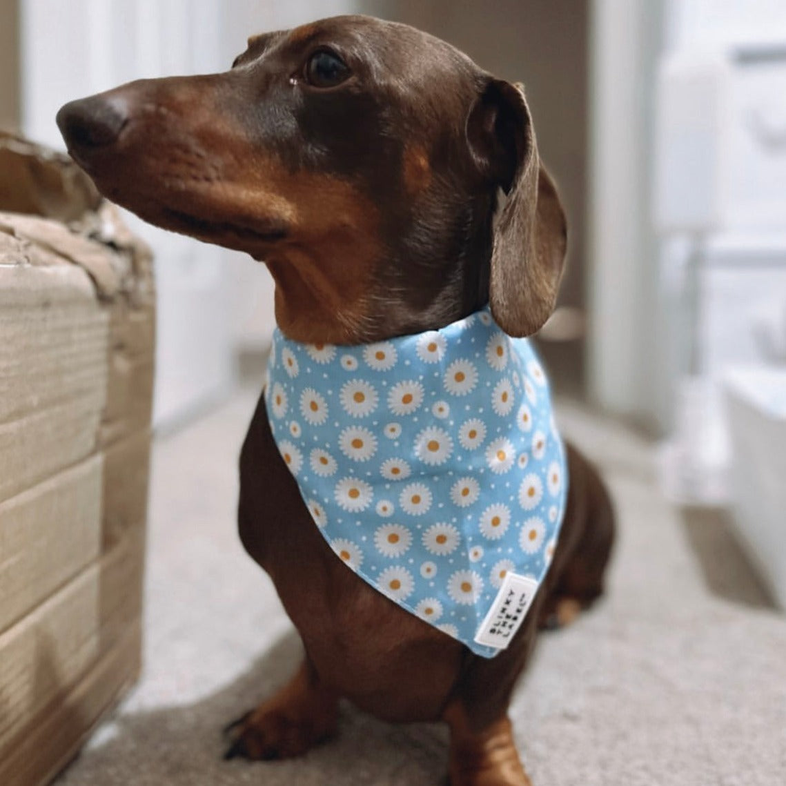 Minty Slinky - Bandanna.